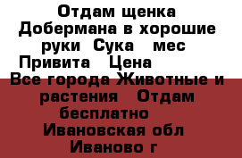 Отдам щенка Добермана в хорошие руки. Сука 5 мес. Привита › Цена ­ 5 000 - Все города Животные и растения » Отдам бесплатно   . Ивановская обл.,Иваново г.